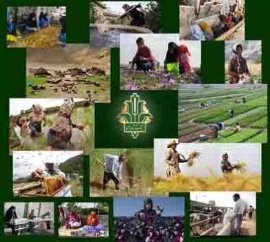 ایجاد بیش از ۱۵۰۰ شغل جدید با حمایت بانک کشاورزی استان بوشهر در طرح توسعه اشتغال پایدار روستایی و عشایری
