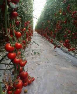 حمایت ۵۷۶ میلیاردی بانک کشاورزی از راه اندازی واحد گلخانه در استان کرمان