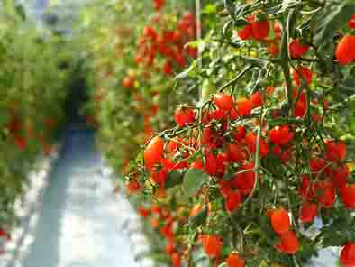 پرداخت بیش از ۶۰۰ میلیارد ریال تسهیلات گلخانه توسط شعب بانک کشاورزی استان