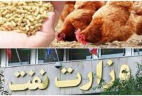 به جای ارز، وعده تحویل می دهند!وزیر نفت و بحران مرغ ۲۰۰ هزارتومانی