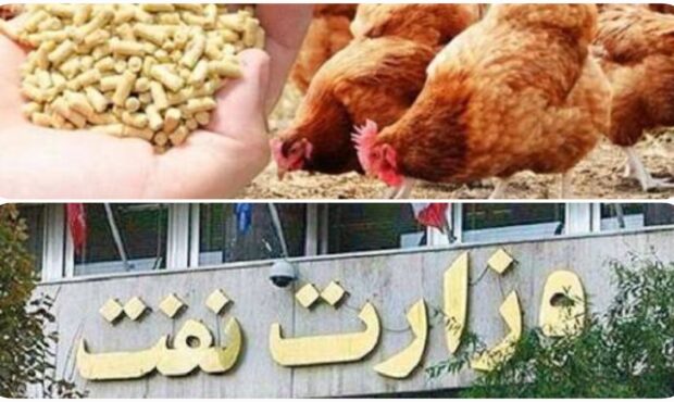 به جای ارز، وعده تحویل می دهند!وزیر نفت و بحران مرغ ۲۰۰ هزارتومانی