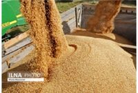 مشاور وزیر جهاد کشاورزی در گفت‌وگو با ایلنا:وزارت نفت نتوانست ارز واردات کالاهای اساسی را بپردازد/ ٢٠ فروند کشتی منتظر تخلیه هستند