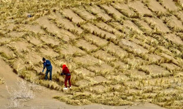 «دیوار بزرگ سبز» چین؛ الگویی برای مهار بیابان‌زایی در جهان