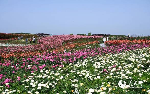 رز چینی؛ صنعتی سبز که برای نانیانگ ثروت میآفریند رز چینی؛ صنعتی سبز که برای نانیانگ ثروت میآفریند
