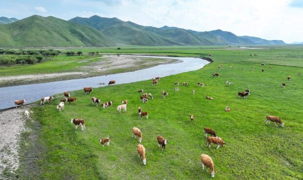 کشاورزی هوشمند چگونه زندگی دامداران چین را متحول می‌کند؟