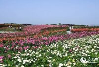 رز چینی؛ صنعتی سبز که برای نان‌یانگ ثروت می‌آفریند